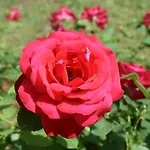 Pensjonat Regina Mundi 3*