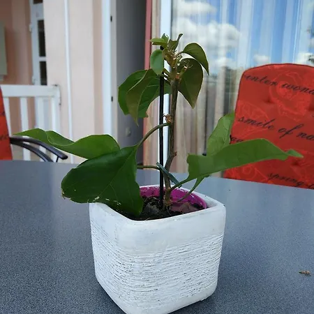 里贾纳芒迪旅馆 3*