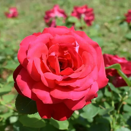 Pensión Regina Mundi 3*