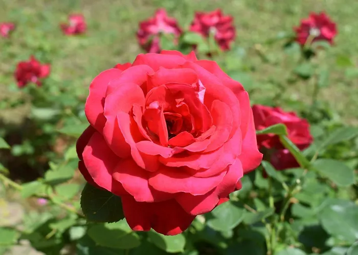 Pensjonat Regina Mundi 3*